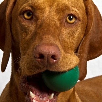 All about dogs - egy kis kutyás szókincs 1